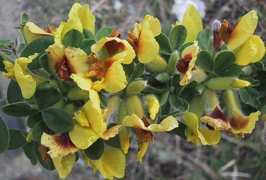 Cytisus hirsutus / Citiso peloso